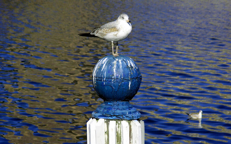 Seagull on Blue Post