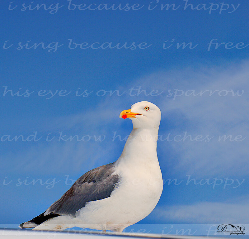 Seagull on Blue Sky