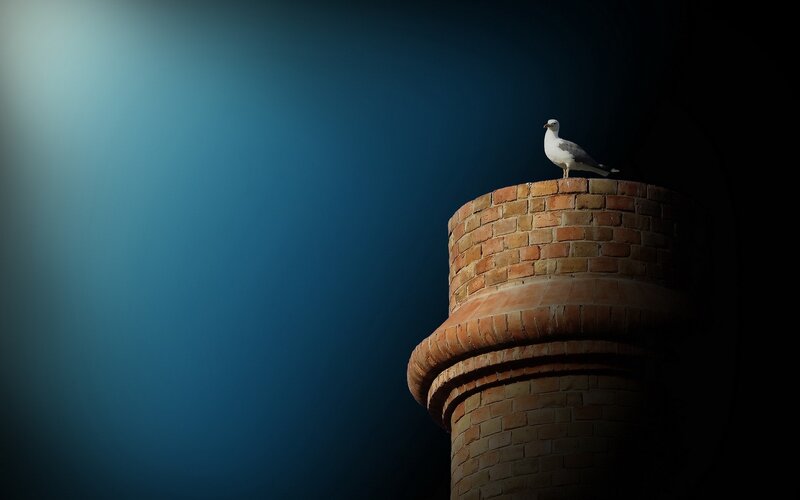 Seagull on Brick Tower