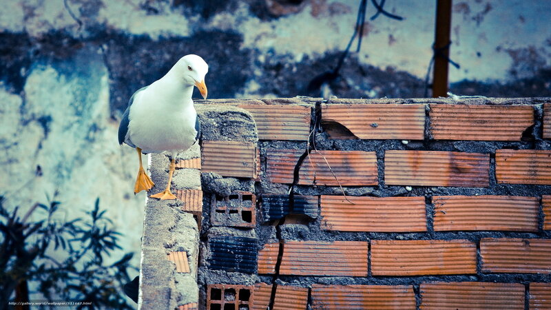 seagull on brick wall