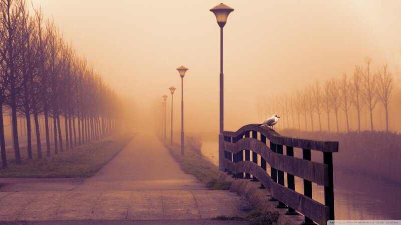 Seagull on Bridge