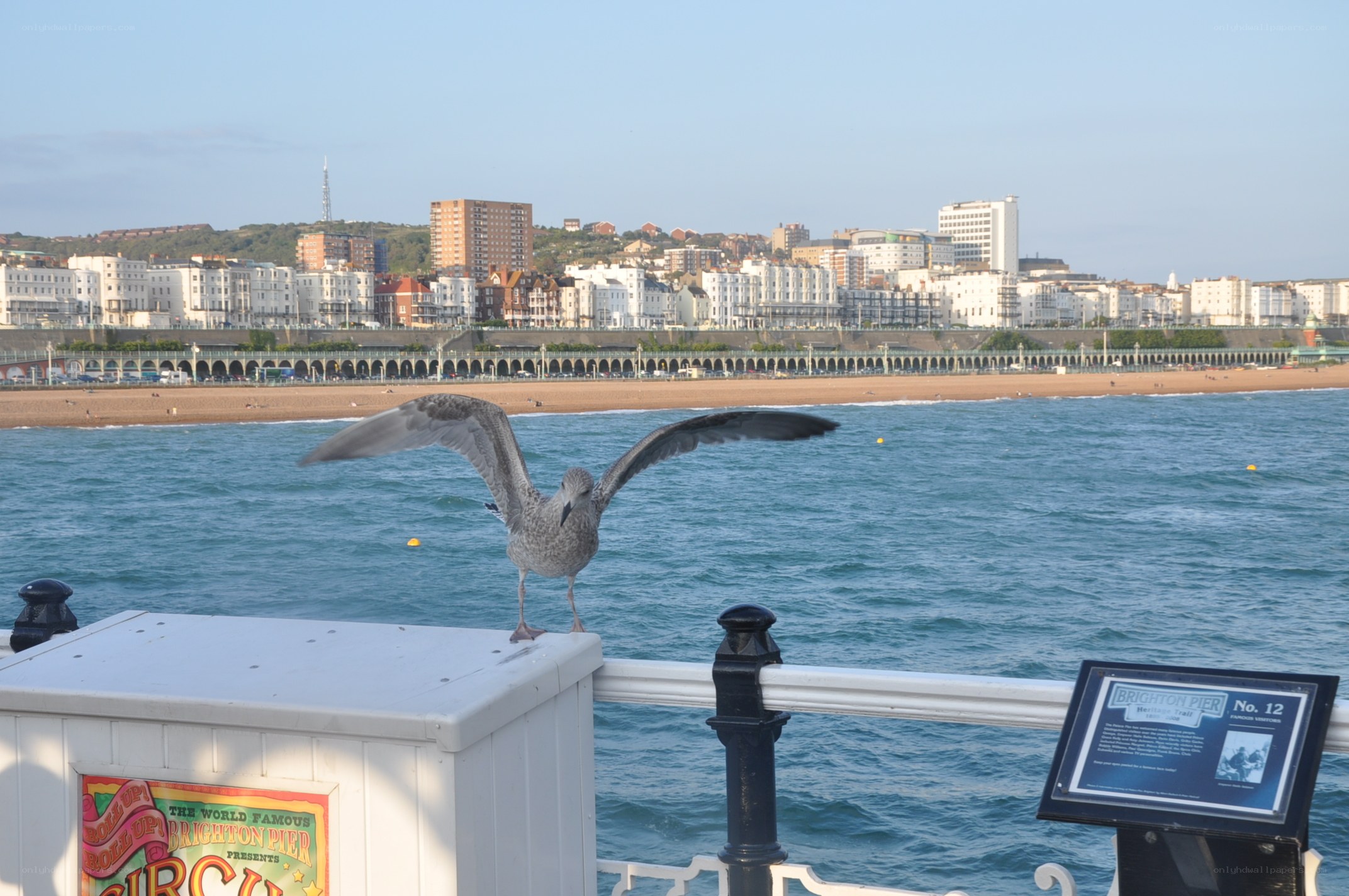 Seagull on Brighton Pier