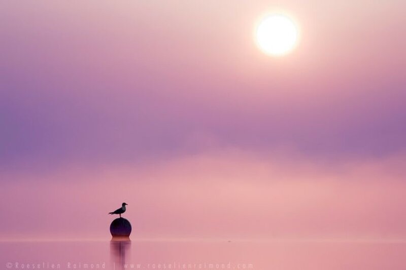 Seagull on Buoy