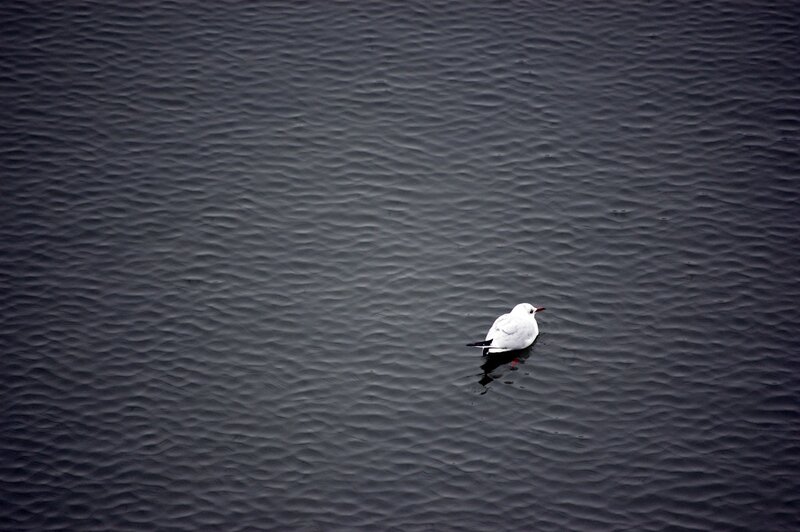 Seagull on calm water
