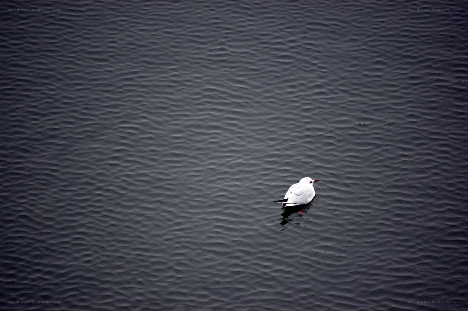 Seagull on calm water