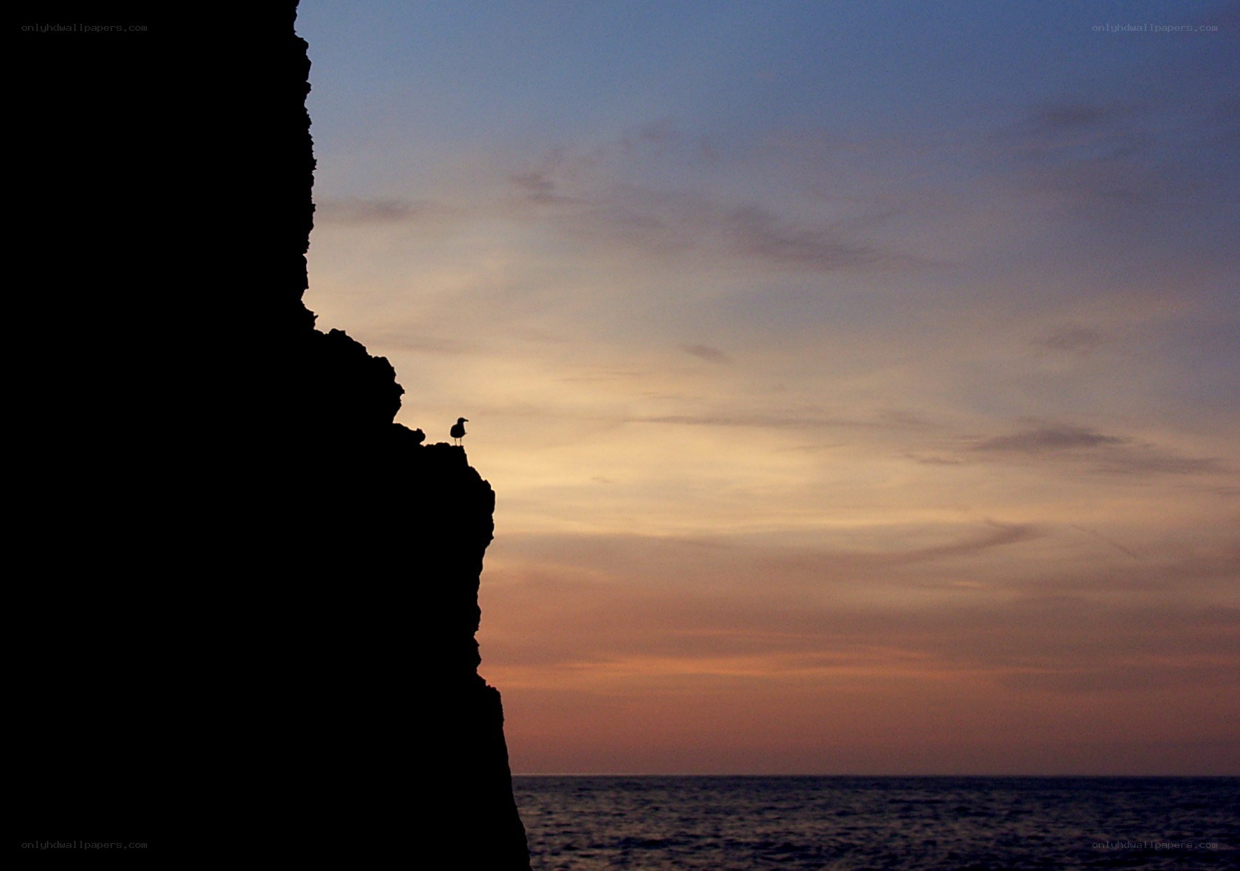 Seagull on cliff at sunset