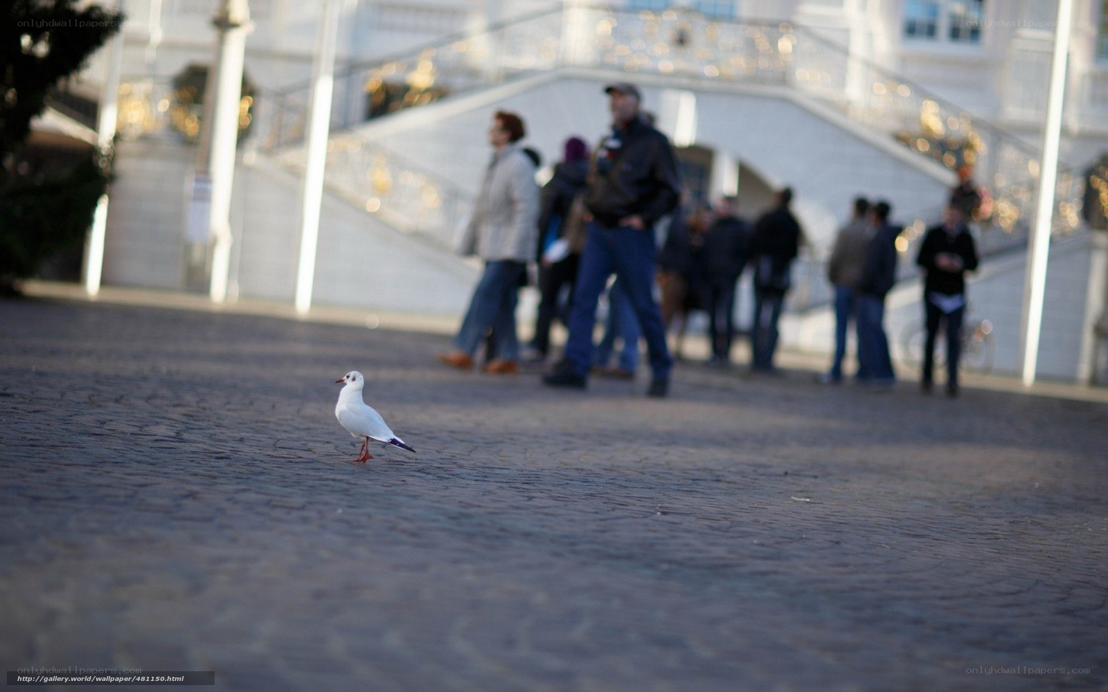 Seagull on cobblestone street
