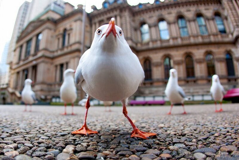 Seagull on Cobblestones