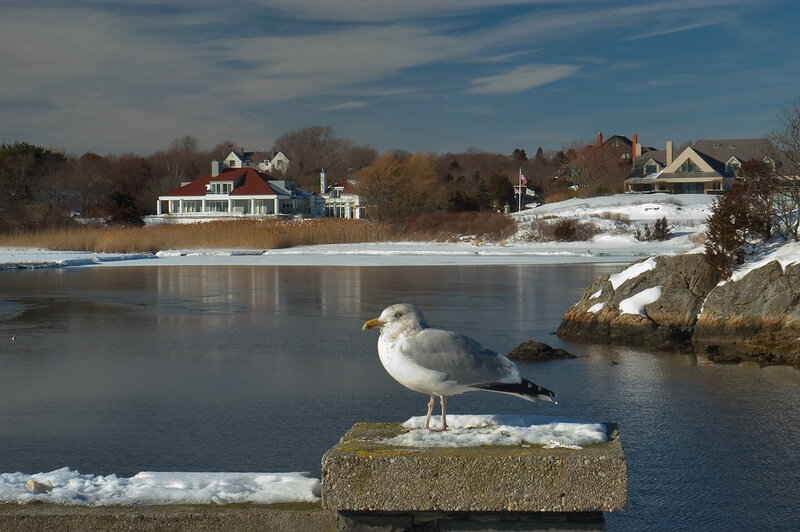 Seagull on Concrete Block