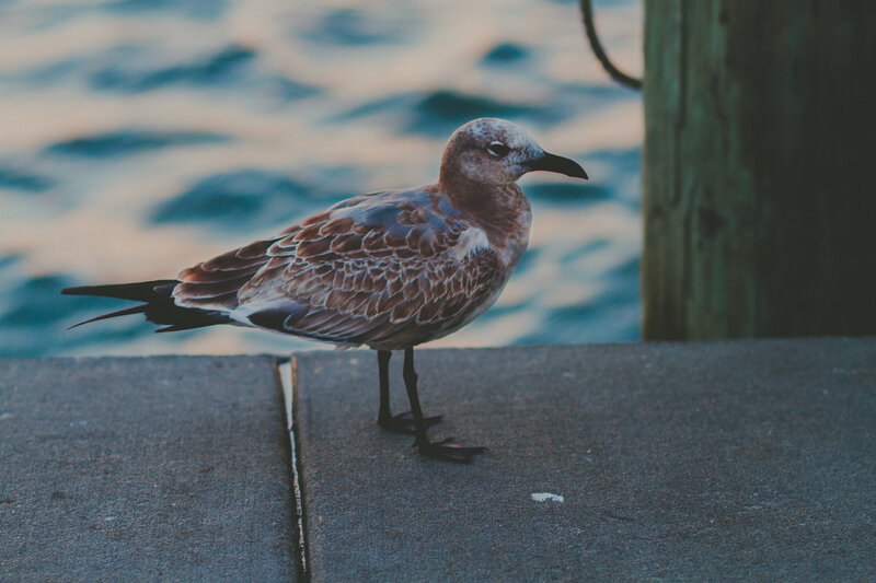 Seagull on Concrete — Gray