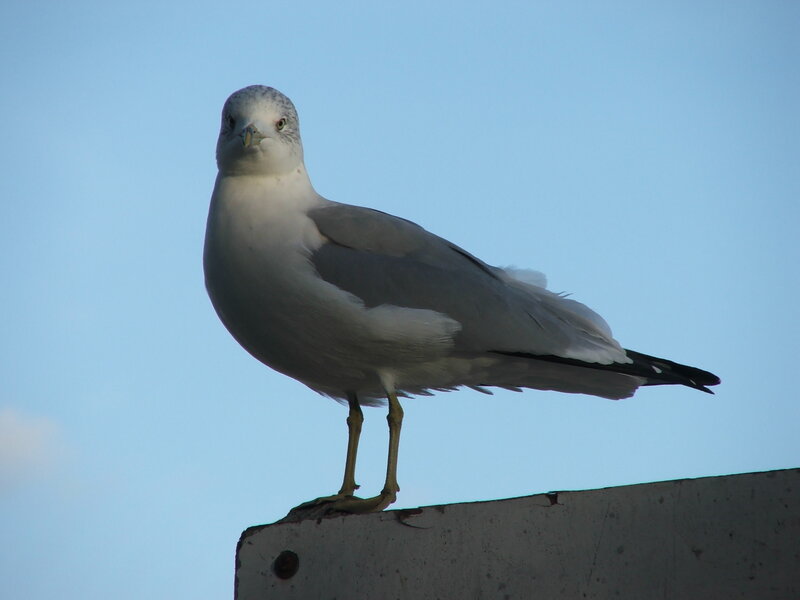 Seagull on Concrete