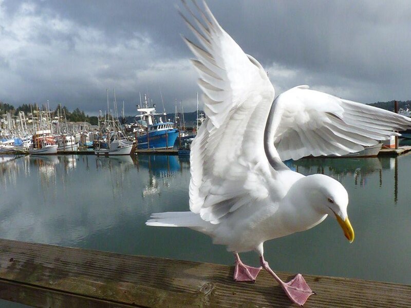 Seagull on Dock — White, Dramatic