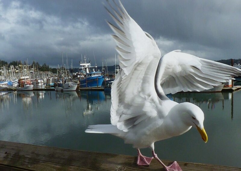 Seagull on Dock — White