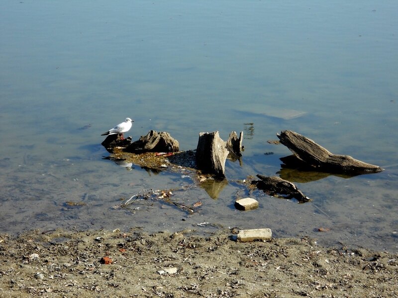 Seagull on Driftwood
