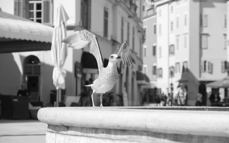 Seagull on Fountain Edge