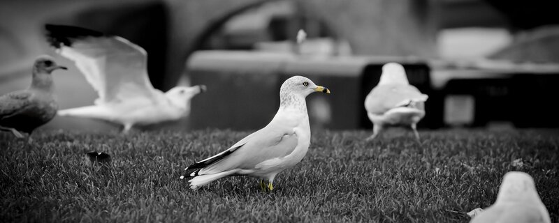 Seagull on Grass — Black, Calm, Photograph