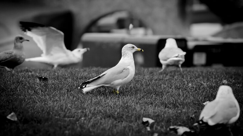 Seagull on Grass — Black