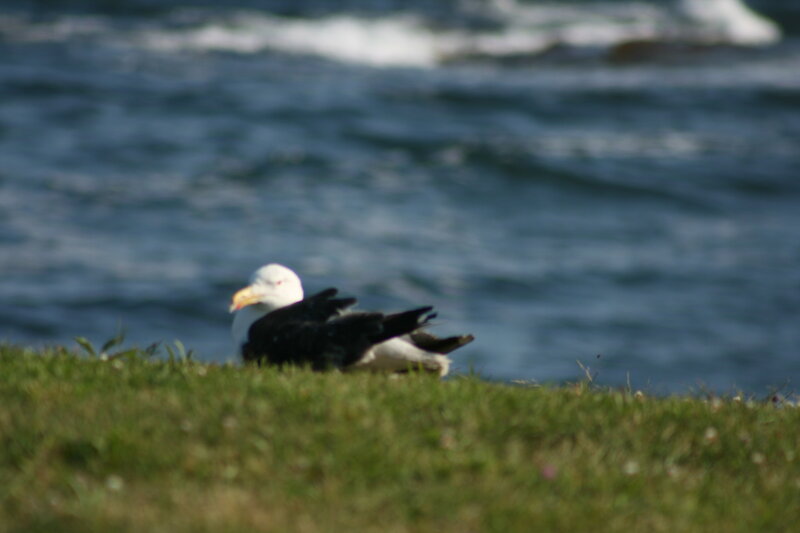 seagull on grass by water