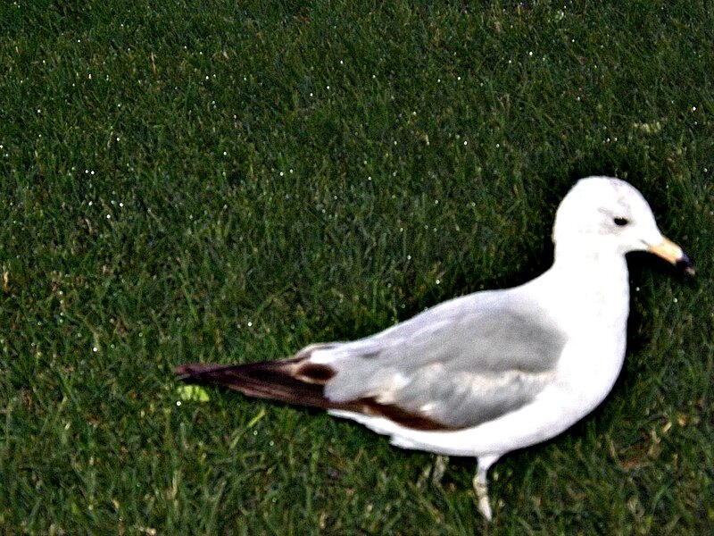 Seagull on Grass — Green