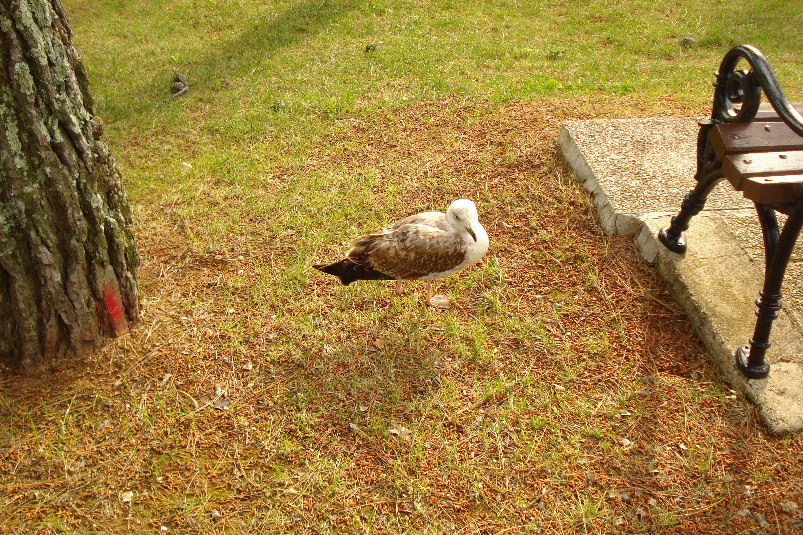 Seagull on grass near bench