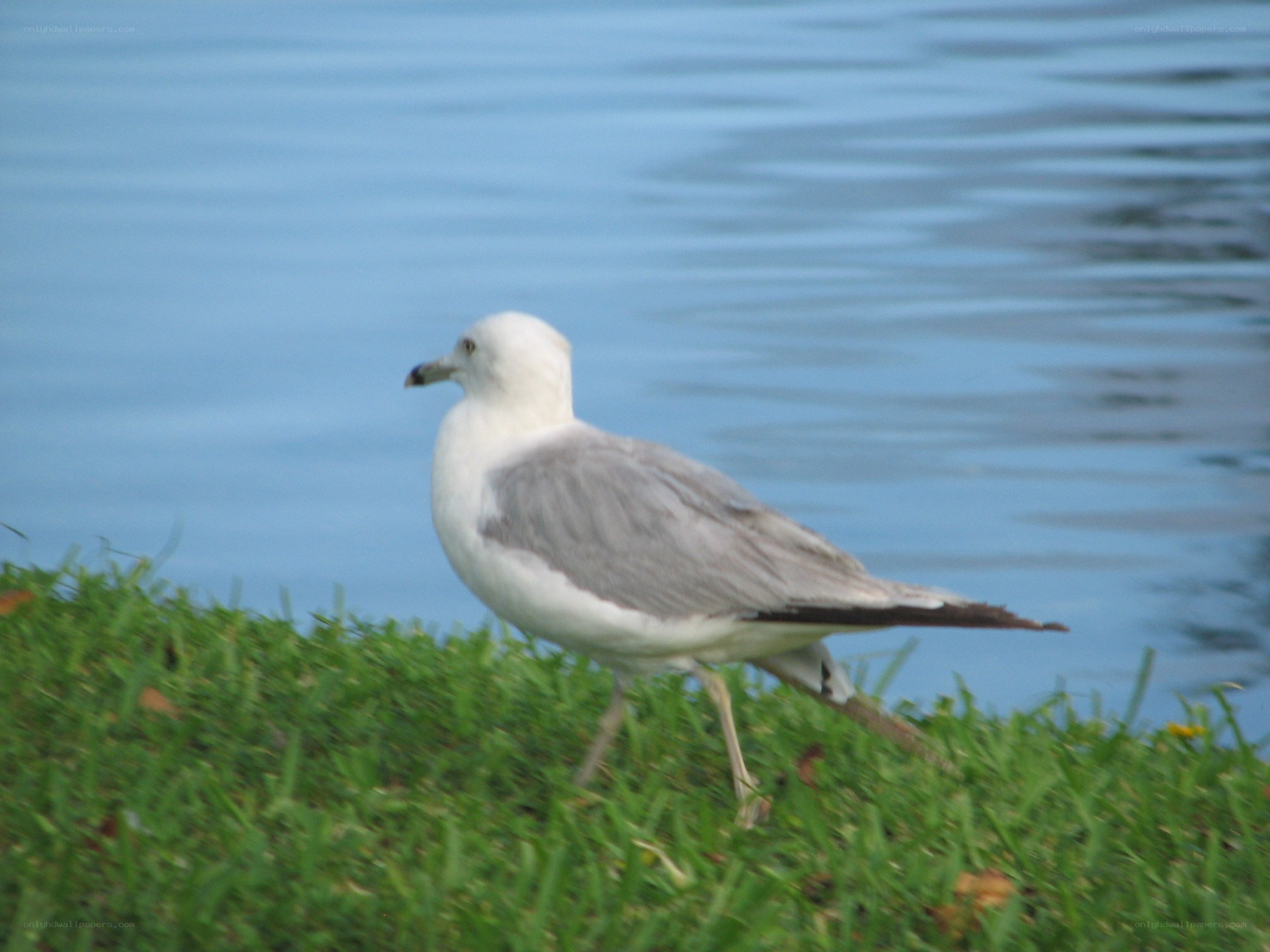 seagull on grass near water