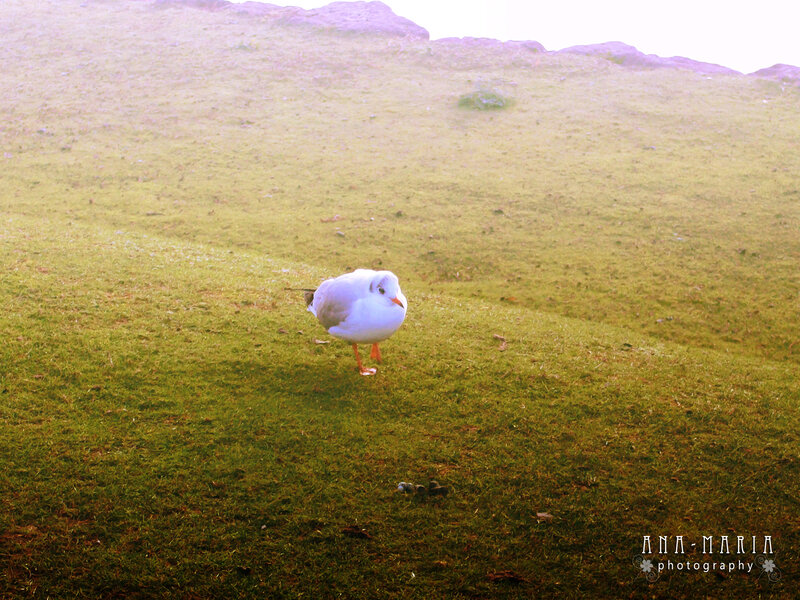 Seagull on Grass
