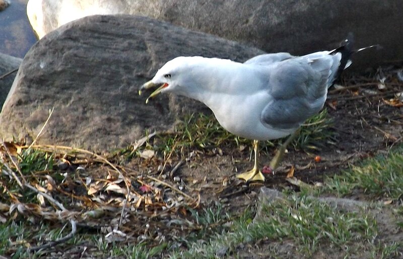 Seagull on Ground