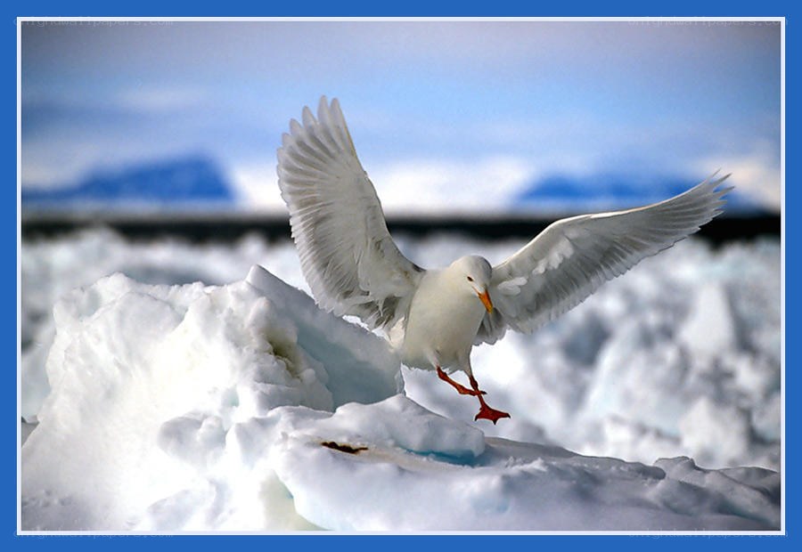 Seagull on ice floe