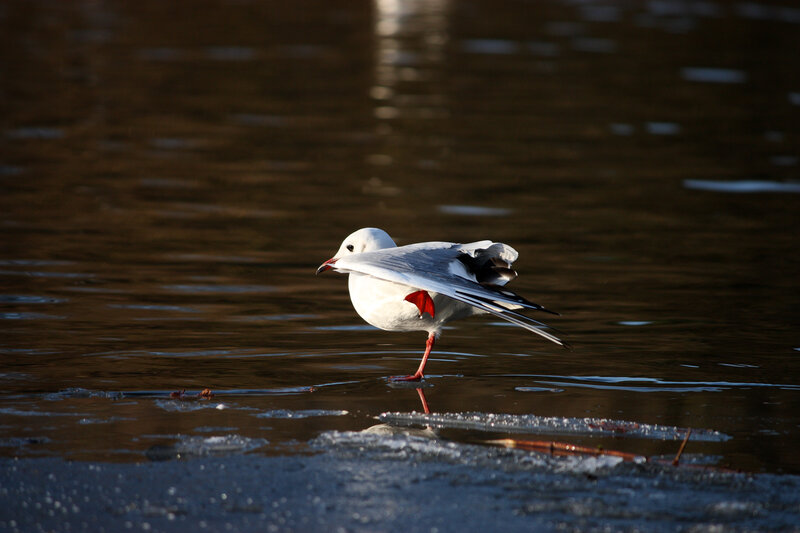 Seagull on Ice