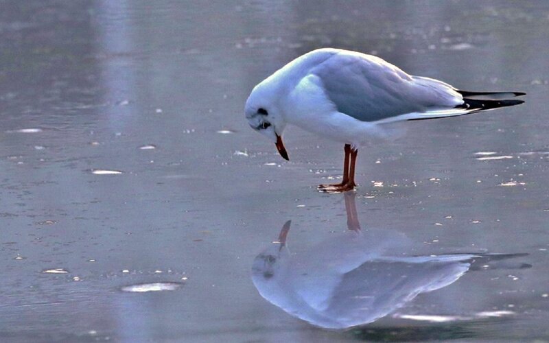 Seagull on Ice — White