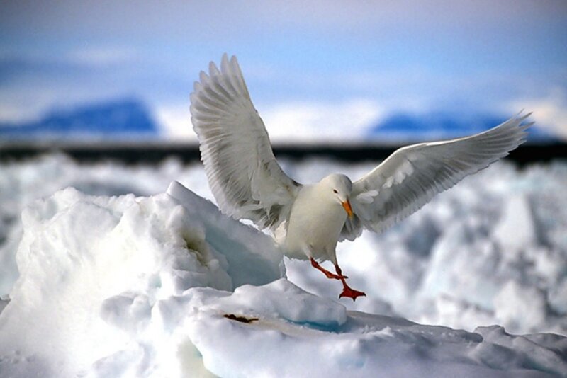 Seagull on icy terrain