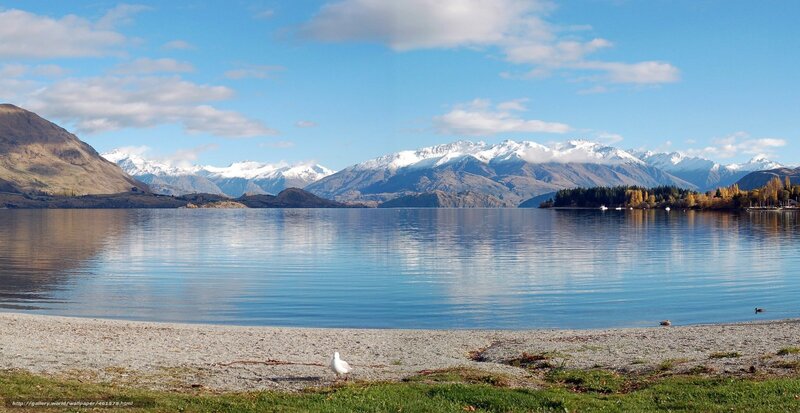 Seagull on Lake Shore
