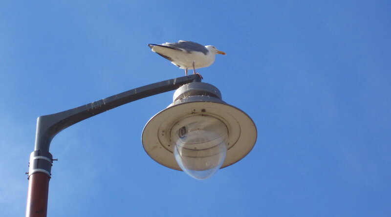 Seagull on Lamp Post — Blue, Calm