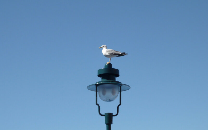 Seagull on Lamp Post — Blue