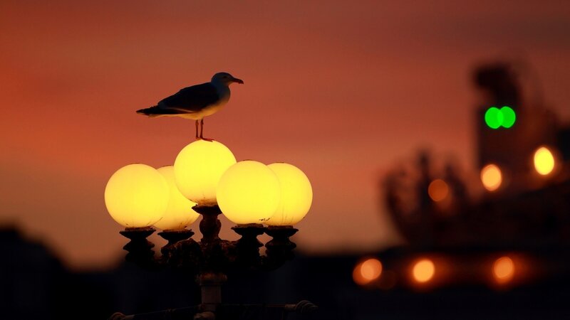 Seagull on Lamp Post — Orange