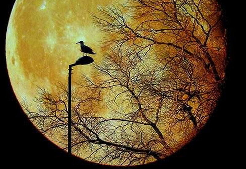 Seagull on Lamp Post — Yellow
