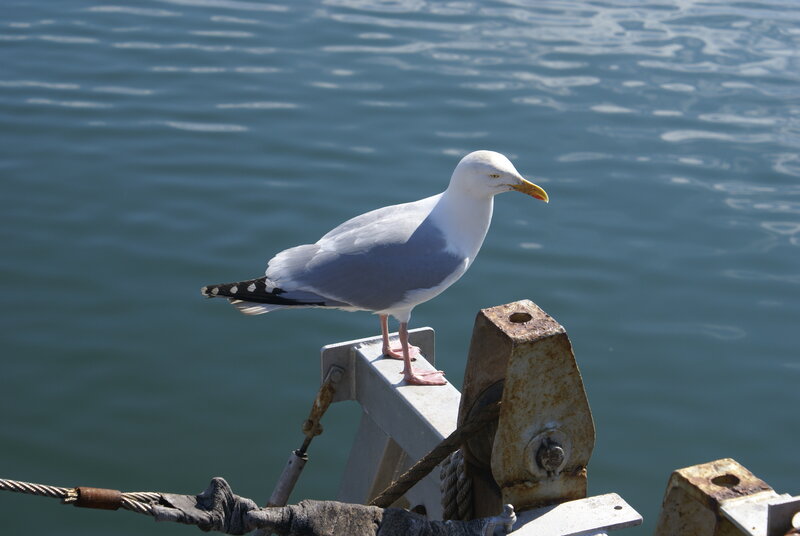 Seagull on Metal Post