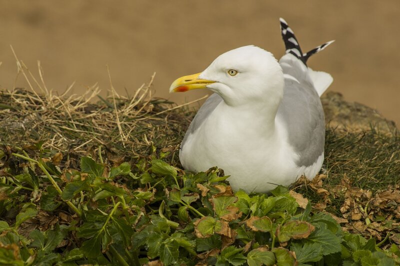 Seagull on Nest