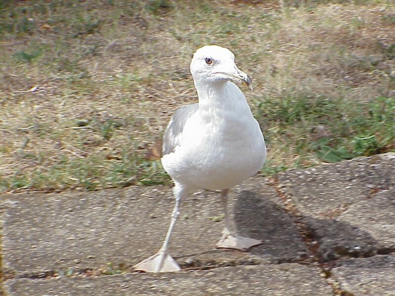 seagull on pavement
