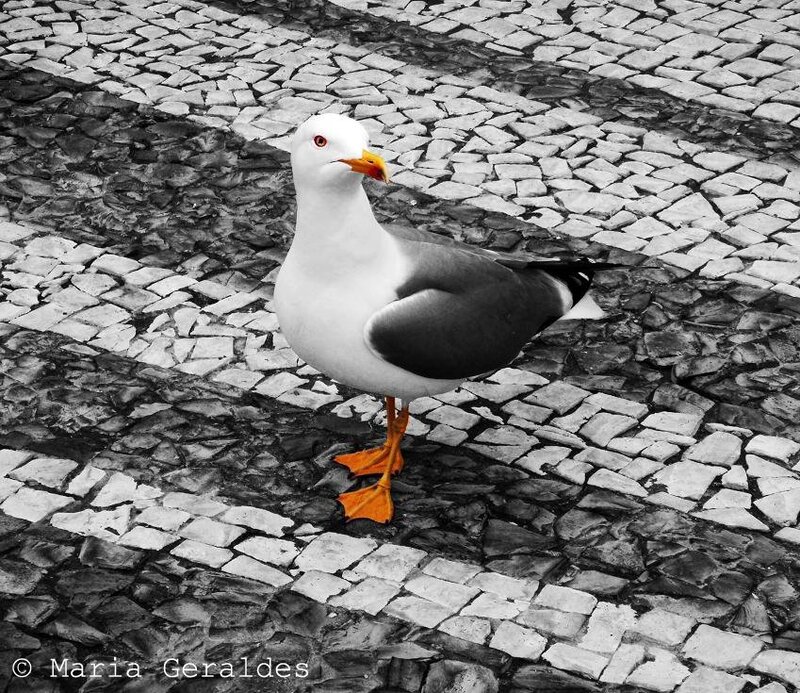 Seagull on Pavement — Black