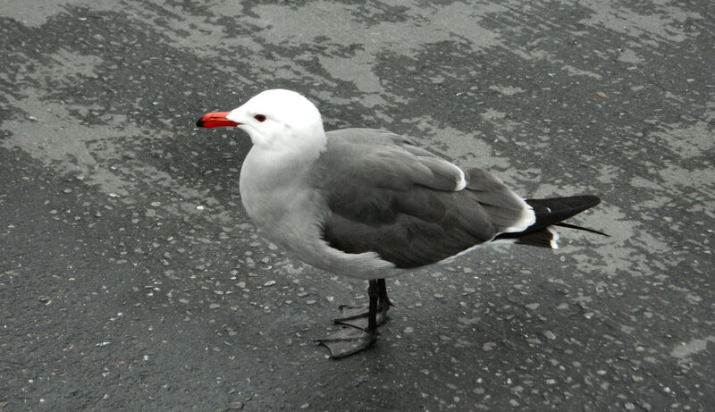 Seagull on Pavement — Gray