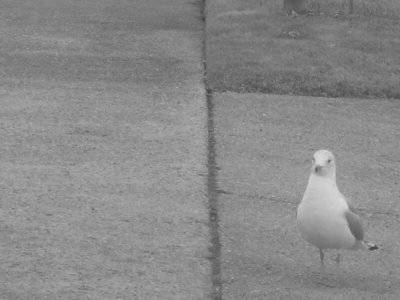 Seagull on pavement