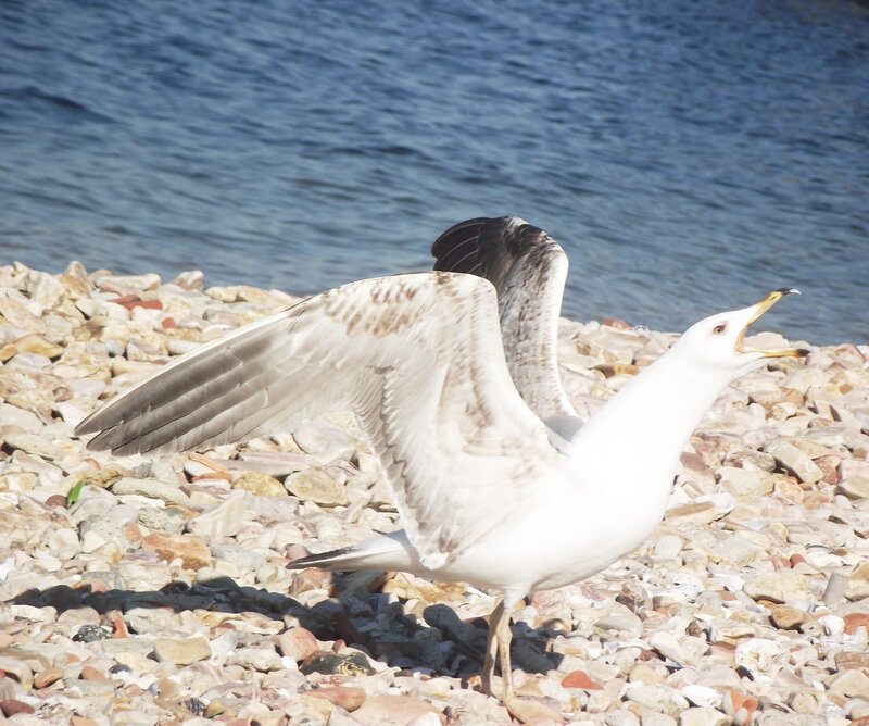 Seagull on Pebbles