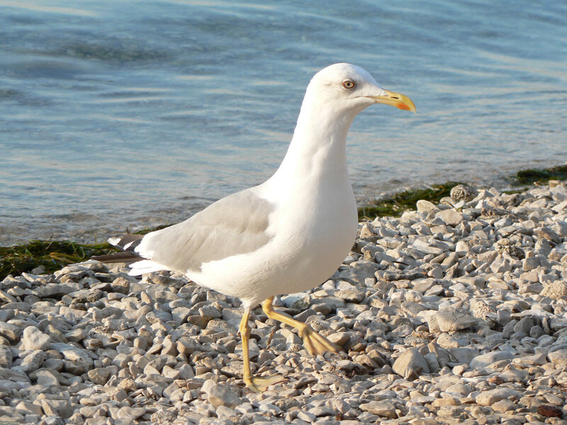 Seagull on Pebbles — White, Calm, Afternoon
