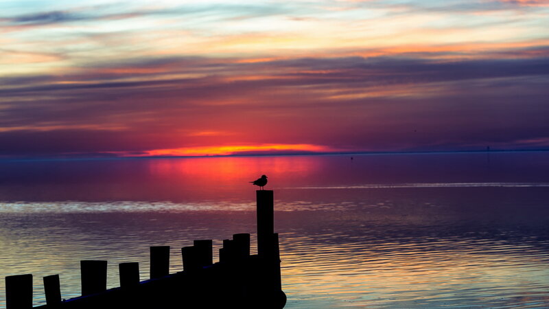 Seagull on Pier — Orange