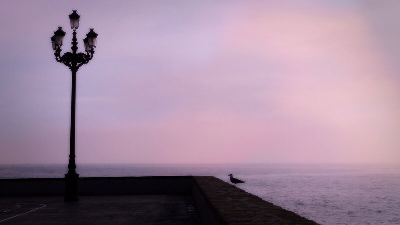 Seagull on Pier — Purple
