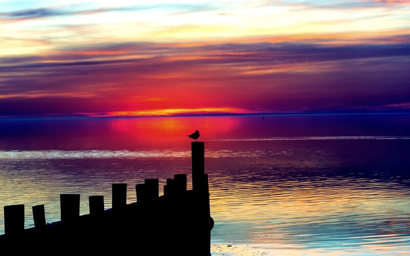 Seagull on Pier