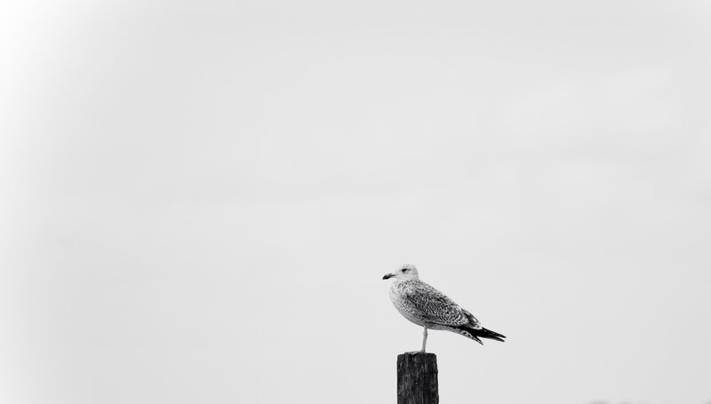 Seagull on Post — Black