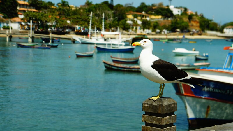 Seagull on Post — Blue, Calm, Afternoon