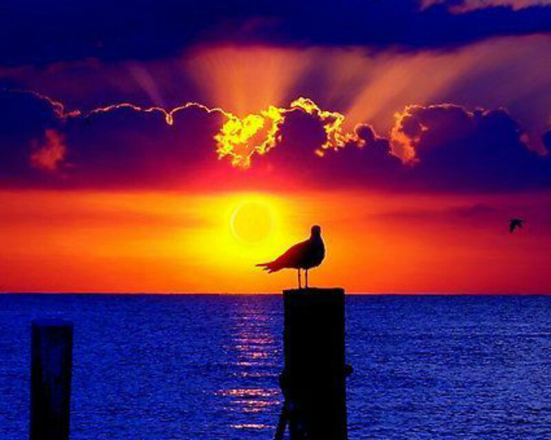 Seagull on Post — Blue, Dramatic